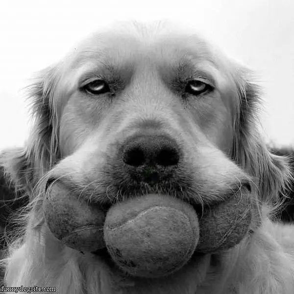 I Got All The Tennis Balls