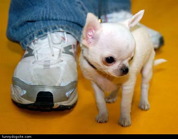 Little Guy