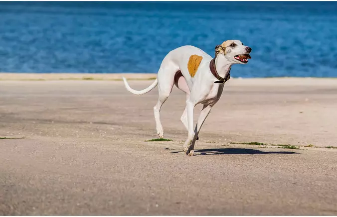 Whippet running on the beach