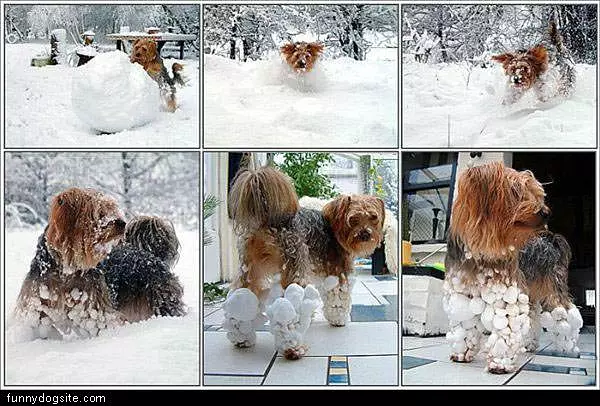 Snowball Dog