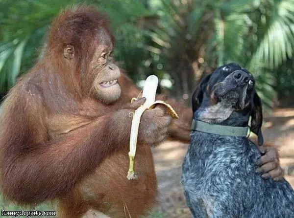 Doggy Do You Want Some