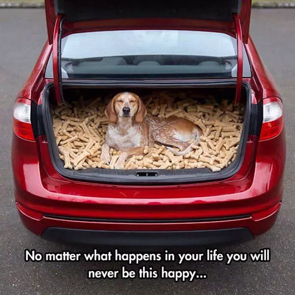 Never Be This Happy