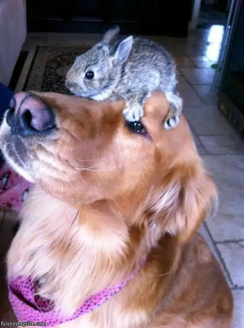 There Is A Bunny On My Face