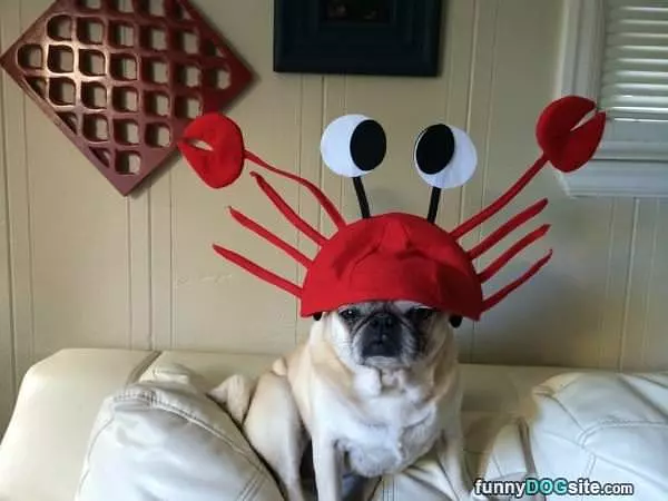 This My Awesome Hat