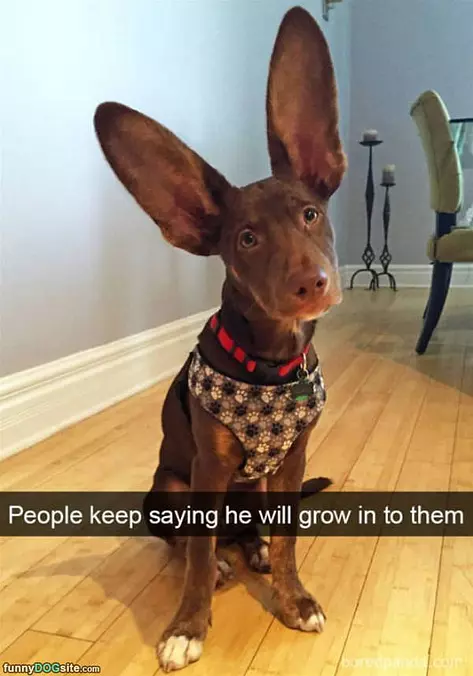 Will I Grow Into Them