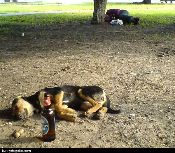 Beer-dog
