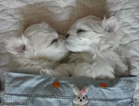 Dog Kiss