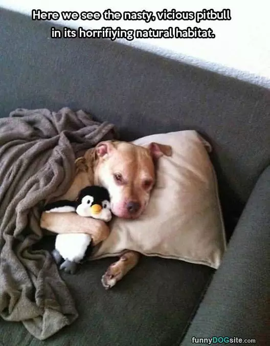 Nasty Vicious Pitbull