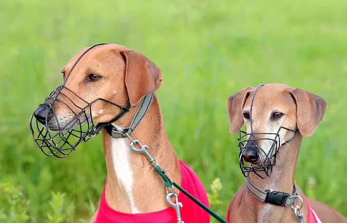 two azawakh wearing muzzles...
