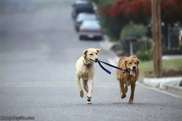 Dog Walking A Dog