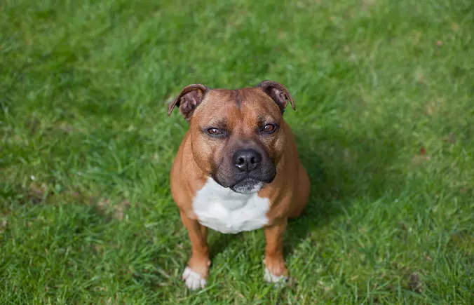 Brown Staffordshire Bull Te...