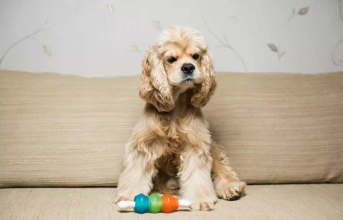 american water spaniel with...