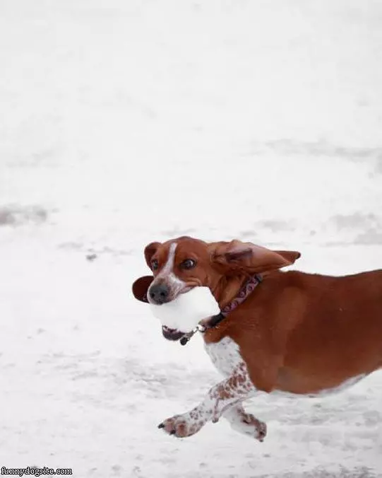 Fetched Some Snow
