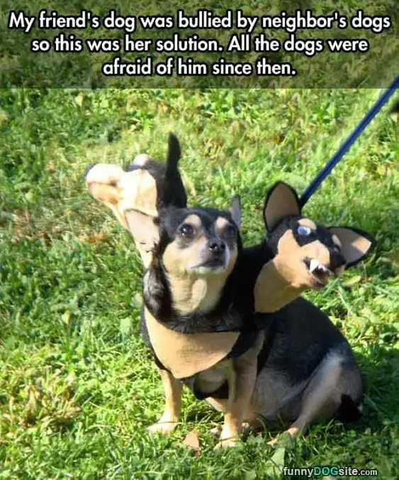 Bullied Dog