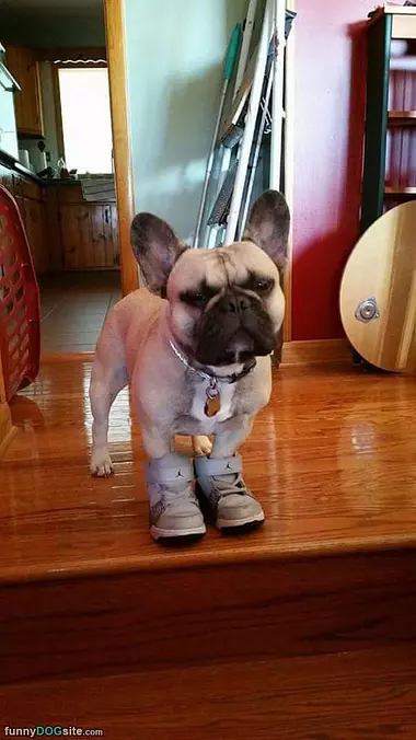 My Little Shoes