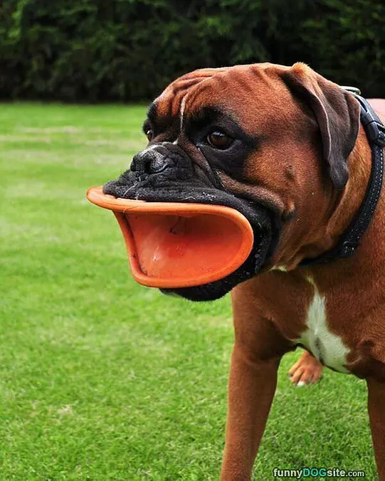 Big Time Fetch