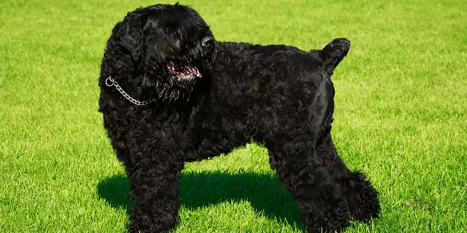 Black Russian Terrier