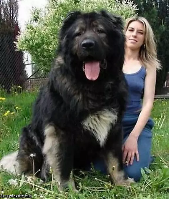 Thats A Huge Dog