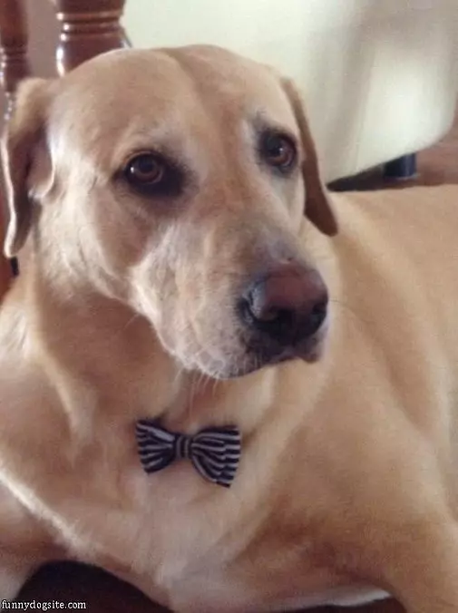 Nice Bowtie