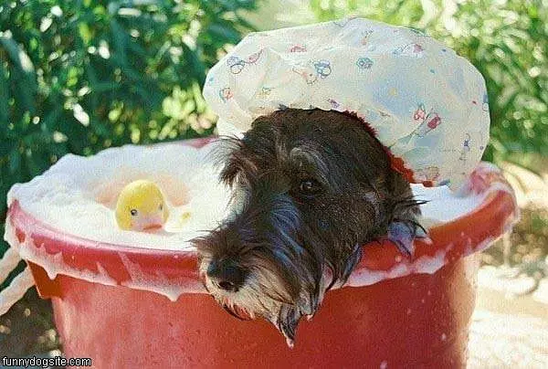Nice Shower Cap