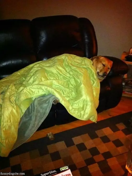 Dog Staying Warm