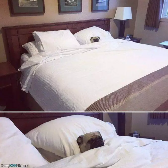 Tucked Into Bed