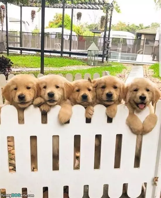 The Dog Fence
