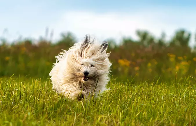 Coton de Tulear running