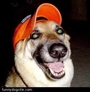 Laughing Dog