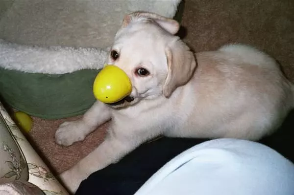 Egg Nose