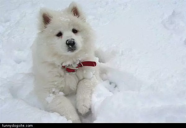 Dogs Love Snow