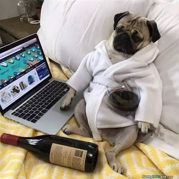 One Relaxed Dog