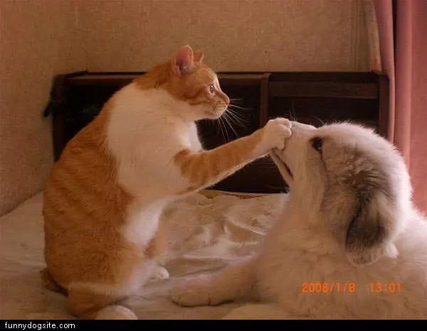 Shut Your Mouth