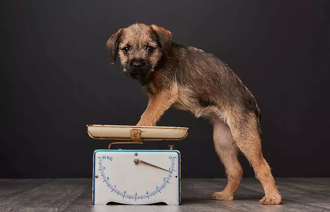 Border Terrier Cute