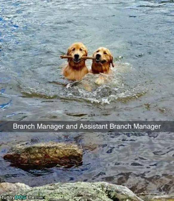Branch Manager