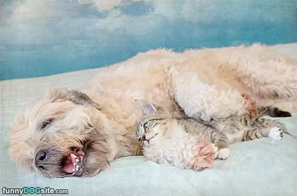 Cuddles