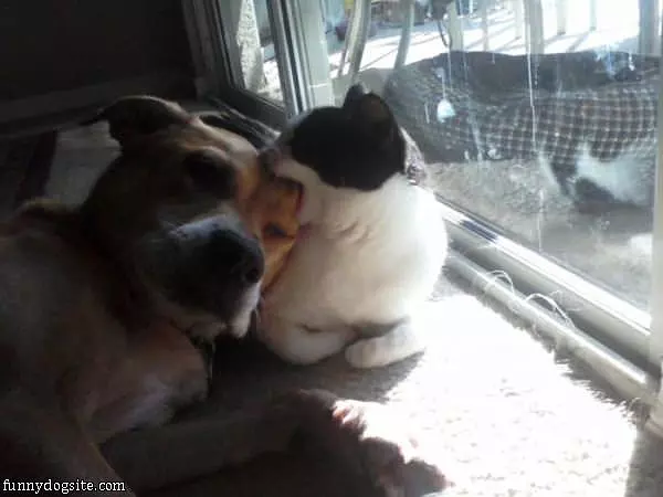 Nom Nom Nom Doggy