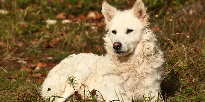 Mudi puppy
