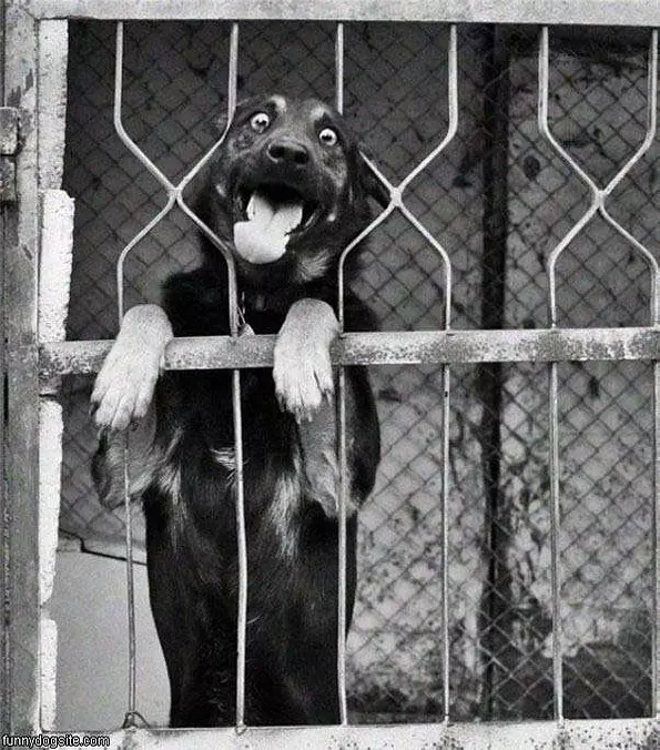 Crazy Dog