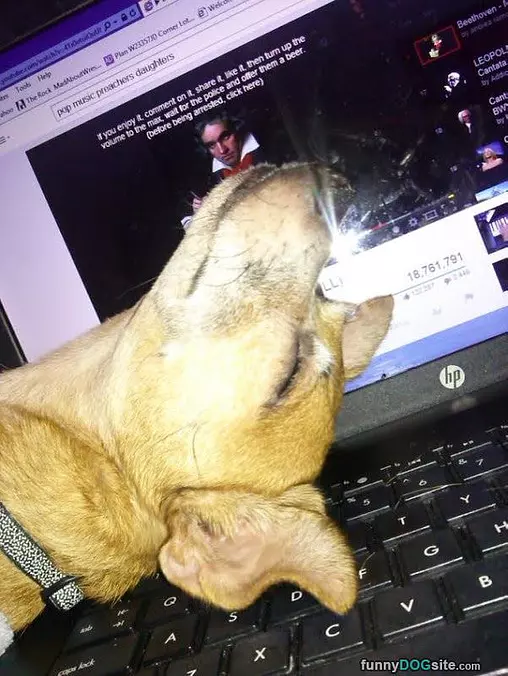 Chico Listening To Beethoven.