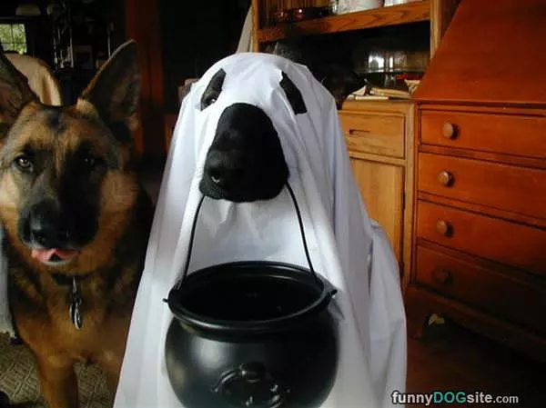 Trick Or Treat
