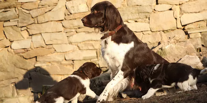 Small Munsterlander family
