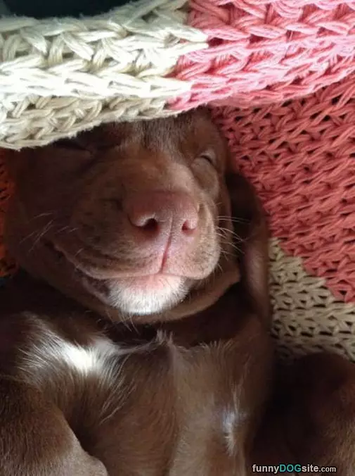 Sleepy Pup