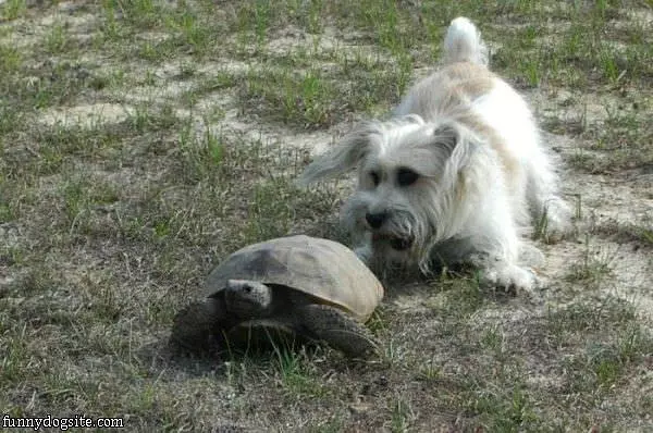 I Caught A Turtle