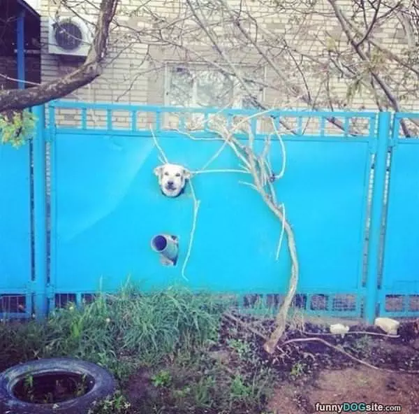 Just Hanging In My Yard
