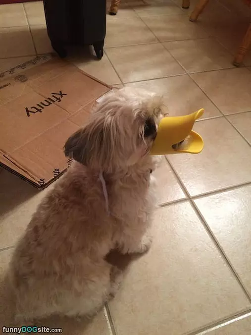 Quack