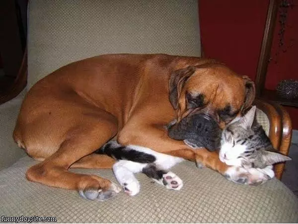 I Love You Kitty