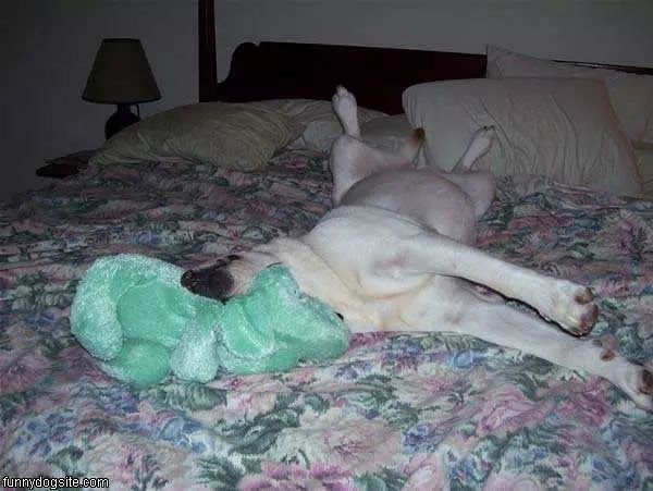 Fast Asleep