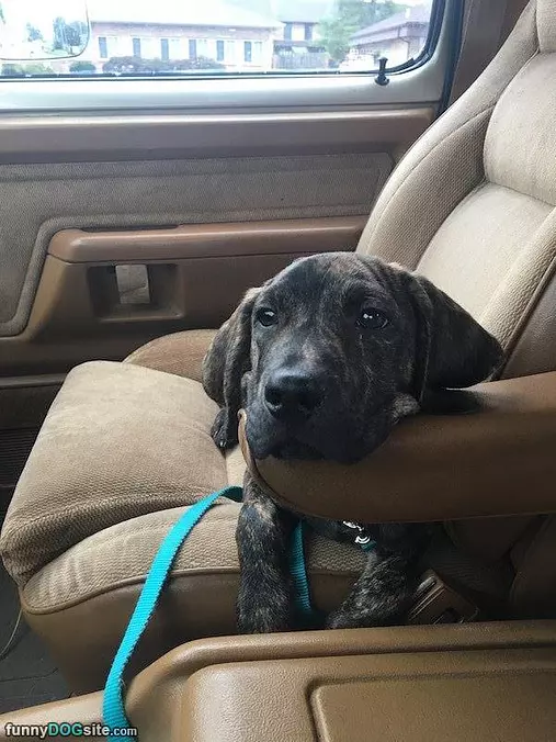 I Am Getting Comfortable