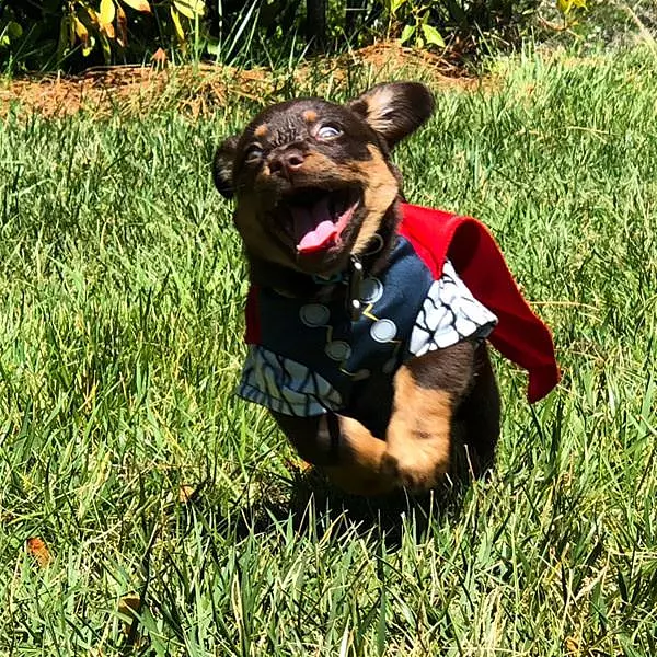 Not Your Average Super Pup